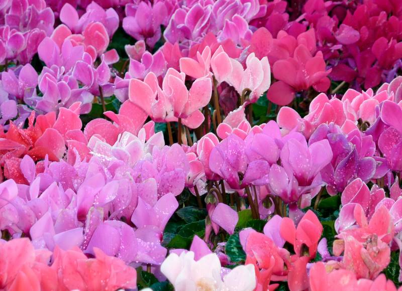 Cyclamens: The Beauties of Winter